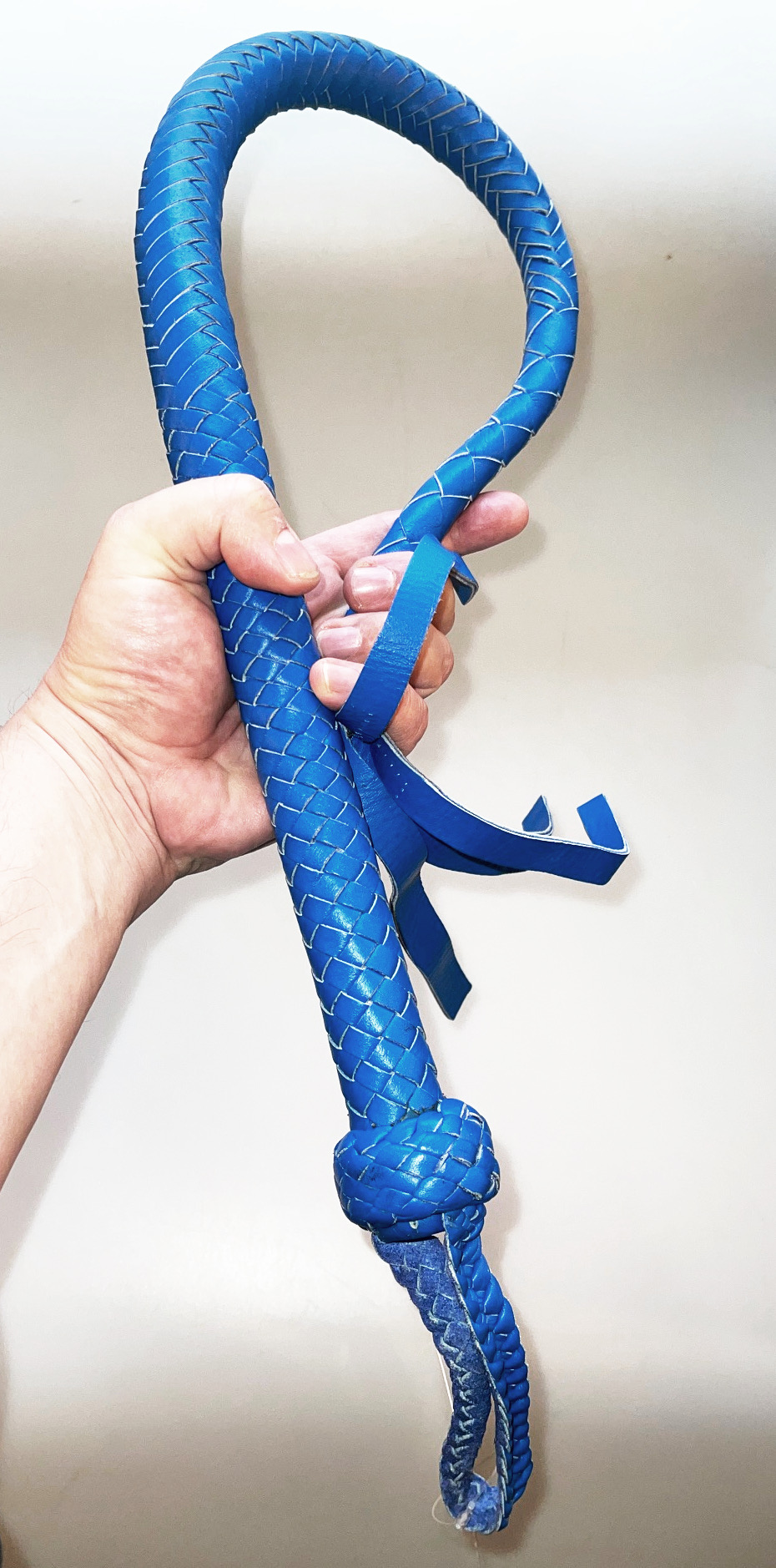 Kanadische Shortpeitsche kurze Singletail - Blue
